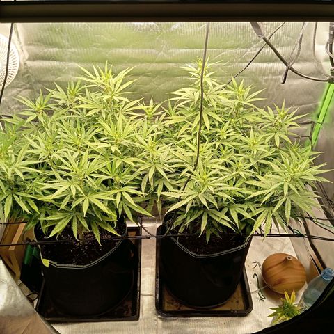 Blue Cheese #1 growlog timeline photo