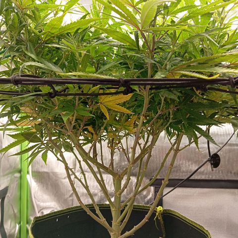 Blue Cheese #1 growlog timeline photo