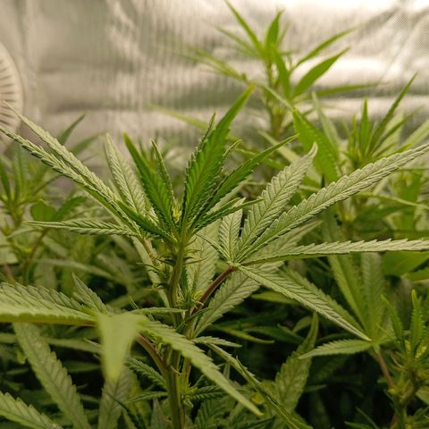 Blue Cheese #1 growlog timeline photo