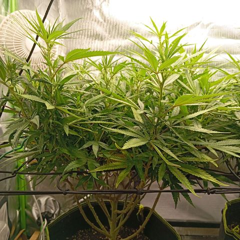 Blue Cheese #1 growlog timeline photo