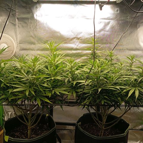 Blue Cheese #1 growlog timeline photo