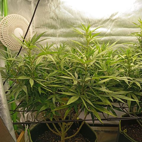 Blue Cheese #1 growlog timeline photo