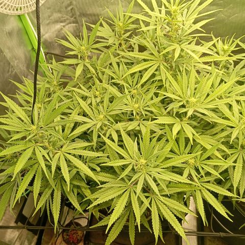 Blue Cheese #1 growlog timeline photo