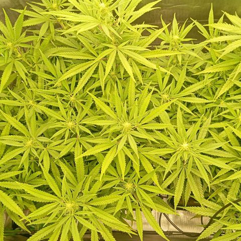 Blue Cheese #1 growlog timeline photo