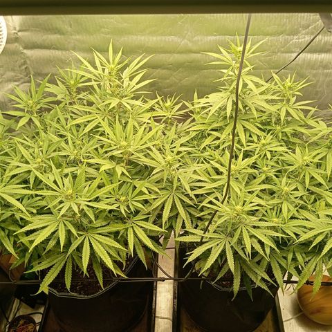 Blue Cheese #1 growlog timeline photo