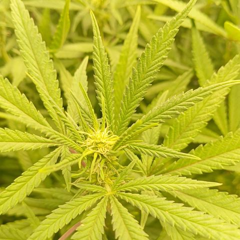 Blue Cheese #1 growlog timeline photo