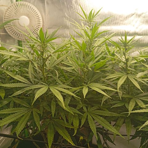 Blue Cheese #1 growlog timeline photo