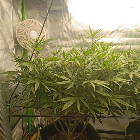 Blue Cheese #1 growlog timeline photo