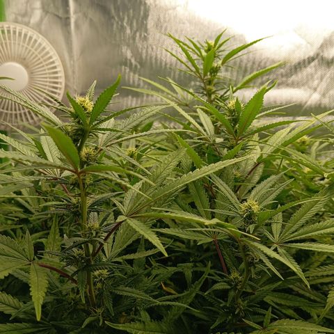 Blue Cheese #1 growlog timeline photo
