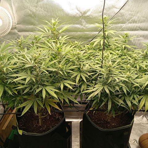 Blue Cheese #1 growlog timeline photo