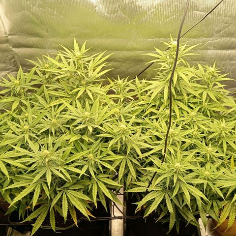 Blue Cheese #1 growlog timeline photo