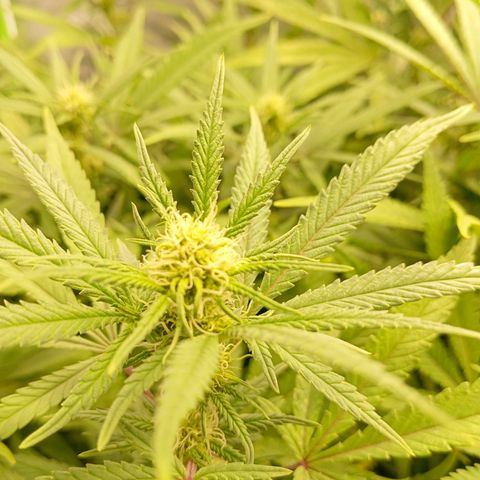 Blue Cheese #1 growlog timeline photo