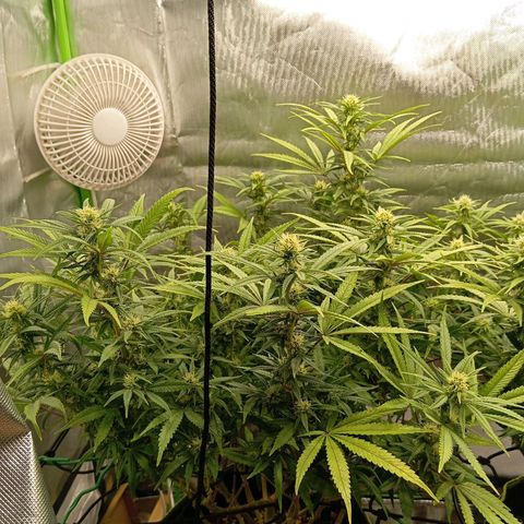 Blue Cheese #1 growlog timeline photo