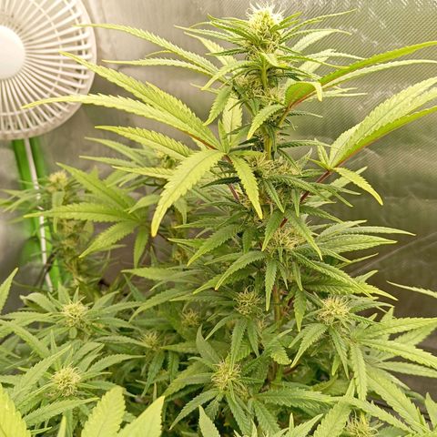 Blue Cheese #1 growlog timeline photo