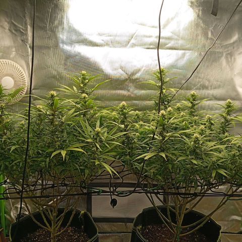 Blue Cheese #1 growlog timeline photo