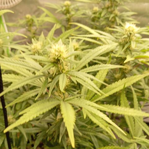Blue Cheese #1 growlog timeline photo