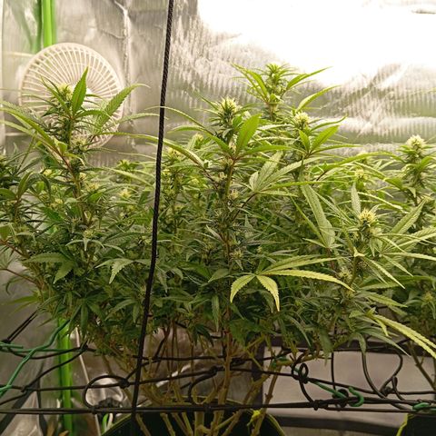 Blue Cheese #1 growlog timeline photo