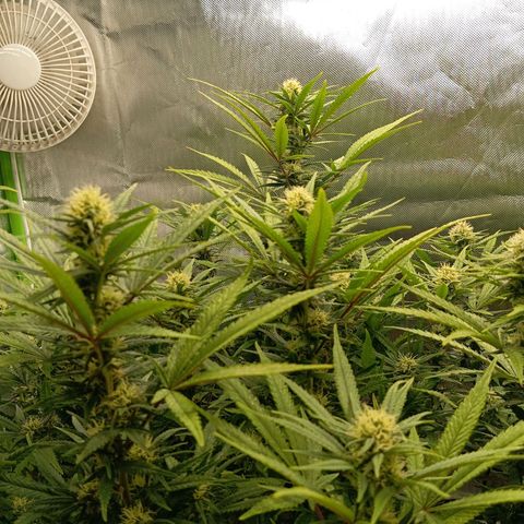 Blue Cheese #1 growlog timeline photo