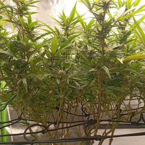 Blue Cheese #1 growlog timeline photo