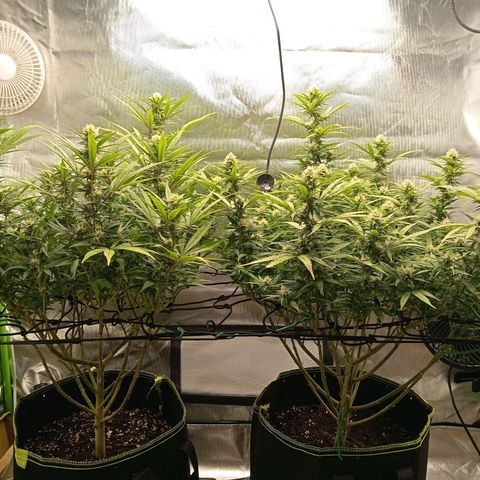 Blue Cheese #1 growlog timeline photo