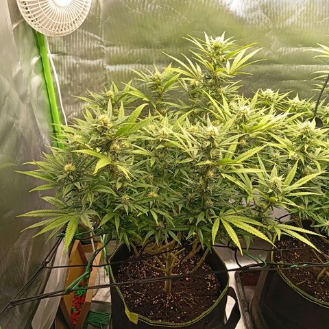 Blue Cheese #1 growlog timeline photo