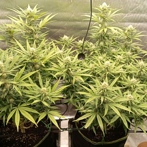 Blue Cheese #1 growlog timeline photo