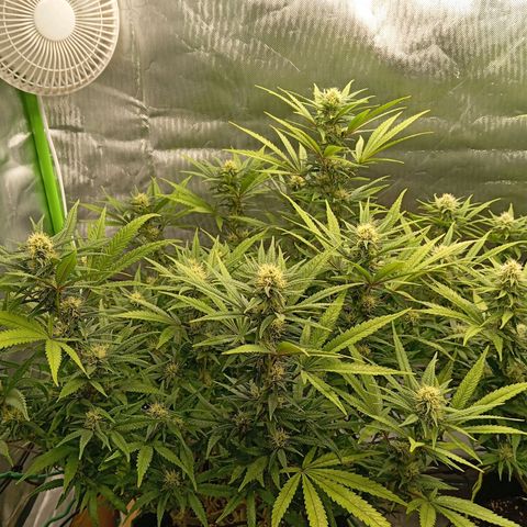 Blue Cheese #1 growlog timeline photo