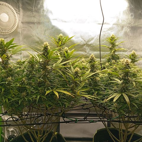 Blue Cheese #1 growlog timeline photo