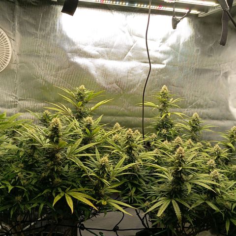Blue Cheese #1 growlog timeline photo