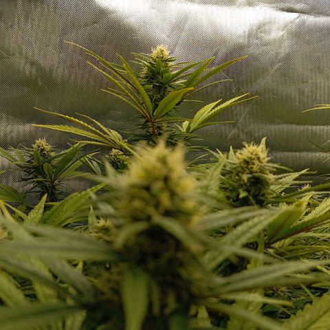 Blue Cheese #1 growlog timeline photo