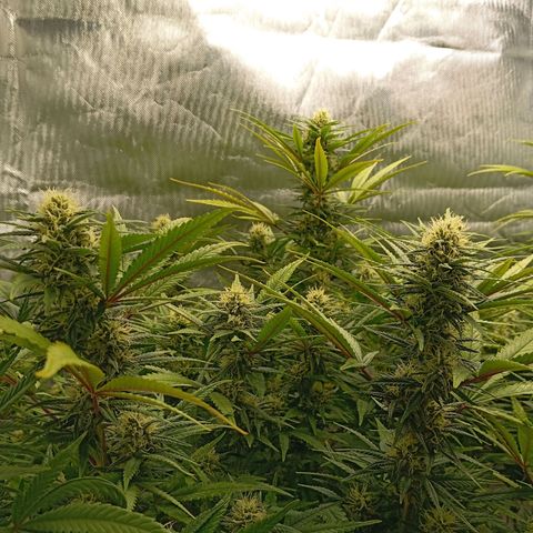 Blue Cheese #1 growlog timeline photo