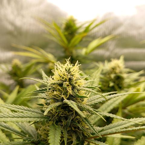 Blue Cheese #1 growlog timeline photo
