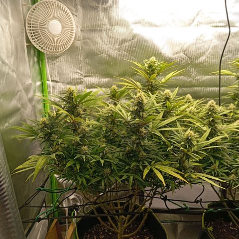 Blue Cheese #1 growlog timeline photo