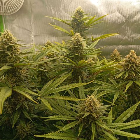 Blue Cheese #1 growlog timeline photo