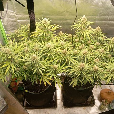 Blue Cheese #1 growlog timeline photo