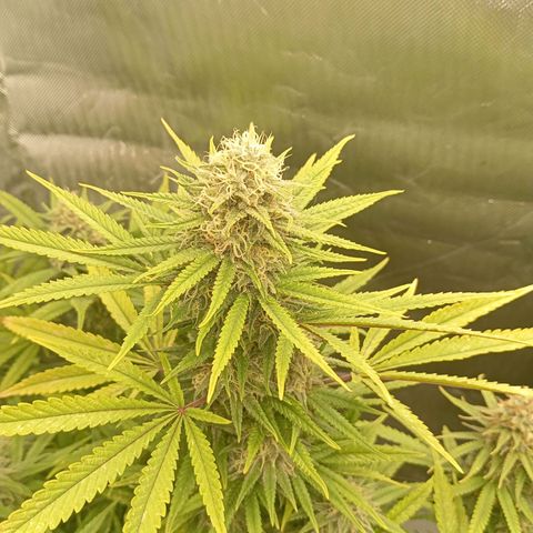 Blue Cheese #1 growlog timeline photo