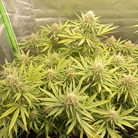 Blue Cheese #1 growlog photo: Buds schieben ohne Ende weiterhin weiße stigmen. Buds werden sehr fett 