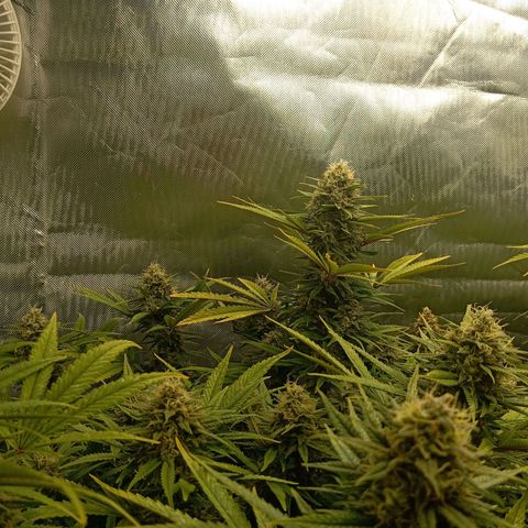 Blue Cheese #1 growlog photo: Buds schieben ohne Ende weiterhin weiße stigmen. Buds werden sehr fett 