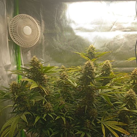 Blue Cheese #1 growlog photo: Buds schieben ohne Ende weiterhin weiße stigmen. Buds werden sehr fett 
