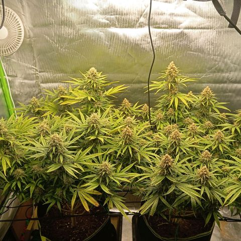 Blue Cheese #1 growlog photo: Buds schieben ohne Ende weiterhin weiße stigmen. Buds werden sehr fett 