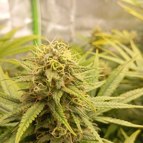 Blue Cheese #1 growlog photo: Buds schieben ohne Ende weiterhin weiße stigmen. Buds werden sehr fett 