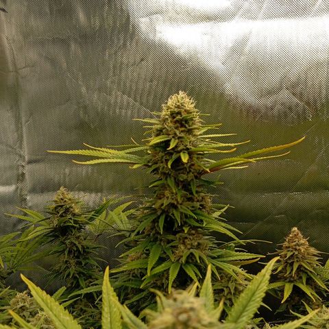 Blue Cheese #1 growlog timeline photo