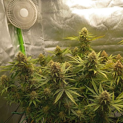 Blue Cheese #1 growlog timeline photo