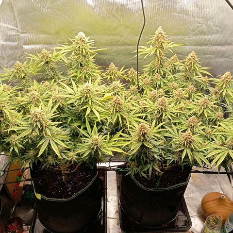 Blue Cheese #1 growlog timeline photo