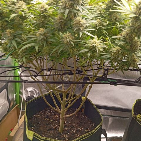 Blue Cheese #1 growlog timeline photo
