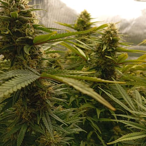Blue Cheese #1 growlog timeline photo