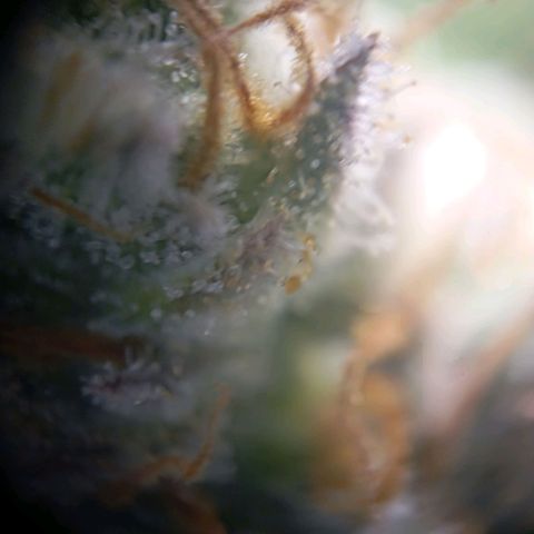 Blue Cheese #1 growlog photo: Bernsteinfarbe ist vorhanden aber noch viel durchsichtig 