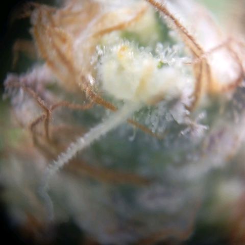 Blue Cheese #1 growlog photo: Bernsteinfarbe ist vorhanden aber noch viel durchsichtig 