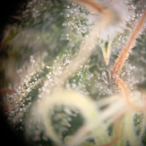 Blue Cheese #1 growlog photo: Bernsteinfarbe ist vorhanden aber noch viel durchsichtig 