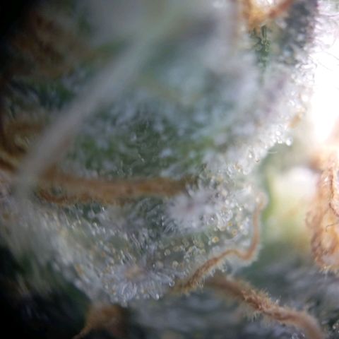 Blue Cheese #1 growlog photo: Bernsteinfarbe ist vorhanden aber noch viel durchsichtig 